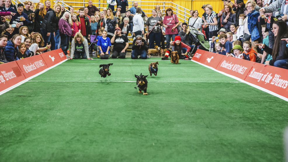 Photos: Wiener Dogs Steal The Show At Oktoberfest Northwest | KMTR