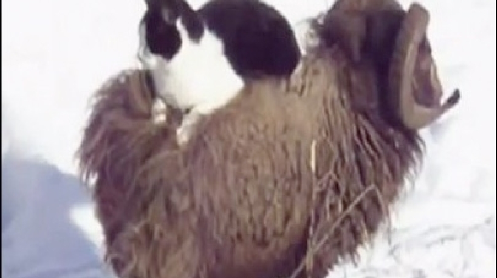 130205_cat_sheep.jpg
