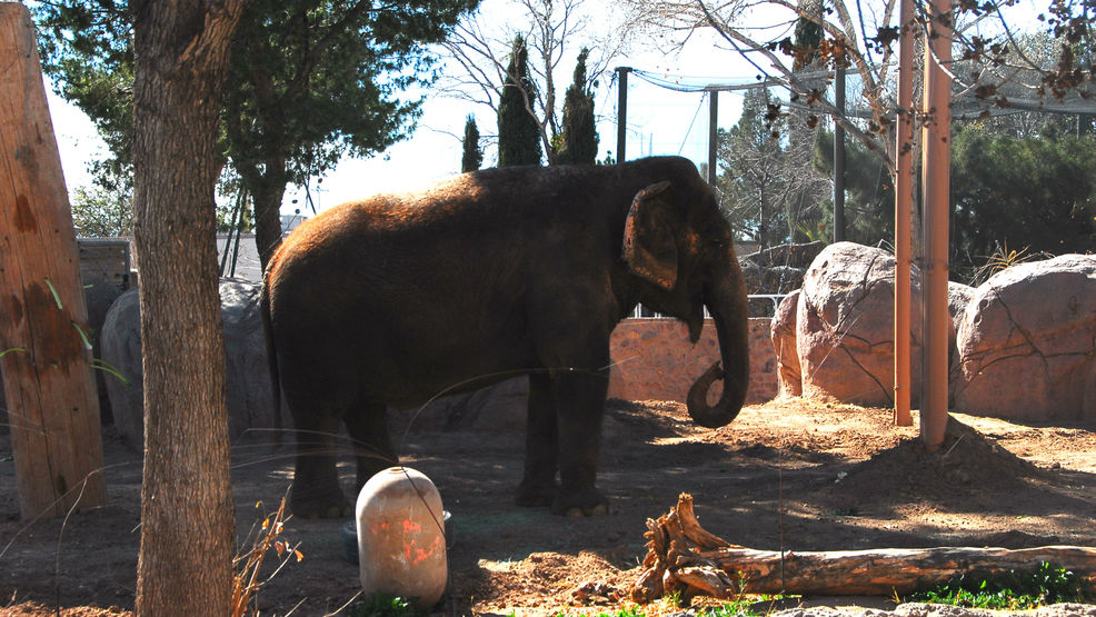 Juno the elephant completes third and final cancer treatment | KFOX