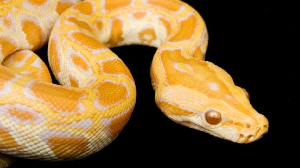 albino python toy