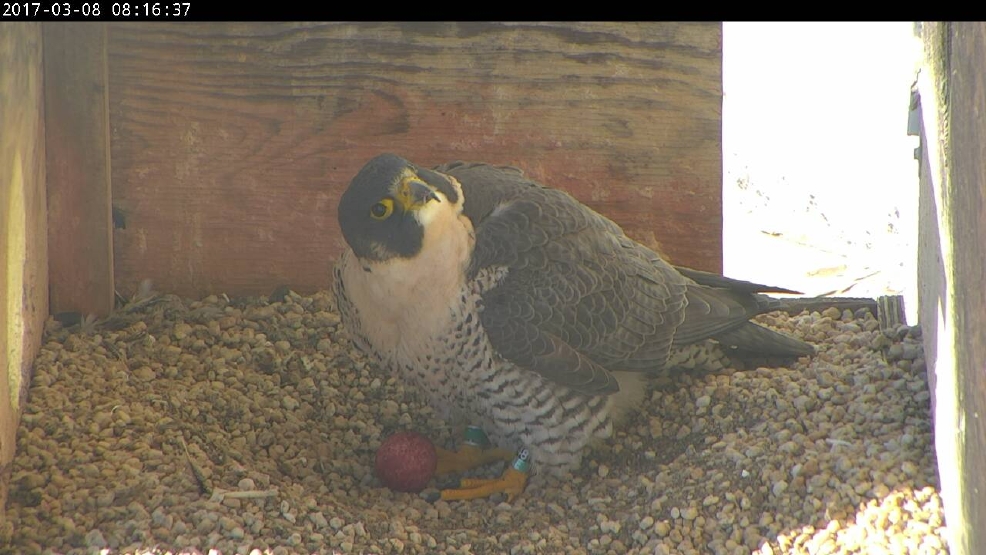 harrisburg falcon lays first egg of the year whp harrisburg falcon lays first egg of the year whp