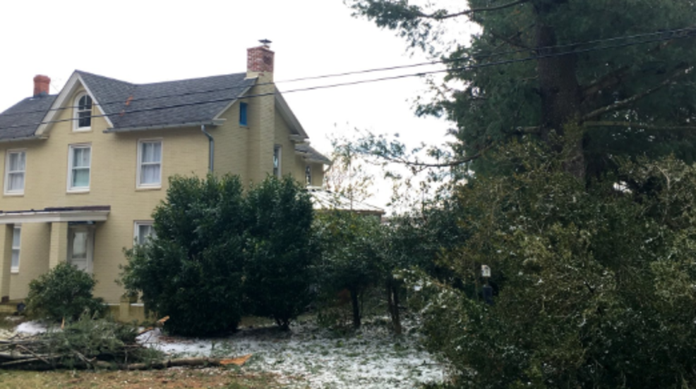 Woman Dies After Being Struck By Falling Tree Branch In Leesburg