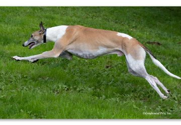 gpi greyhound