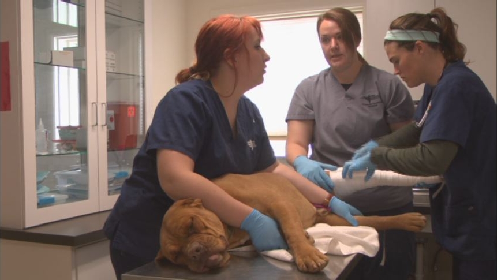 Montana's first vet techs to graduate KECI