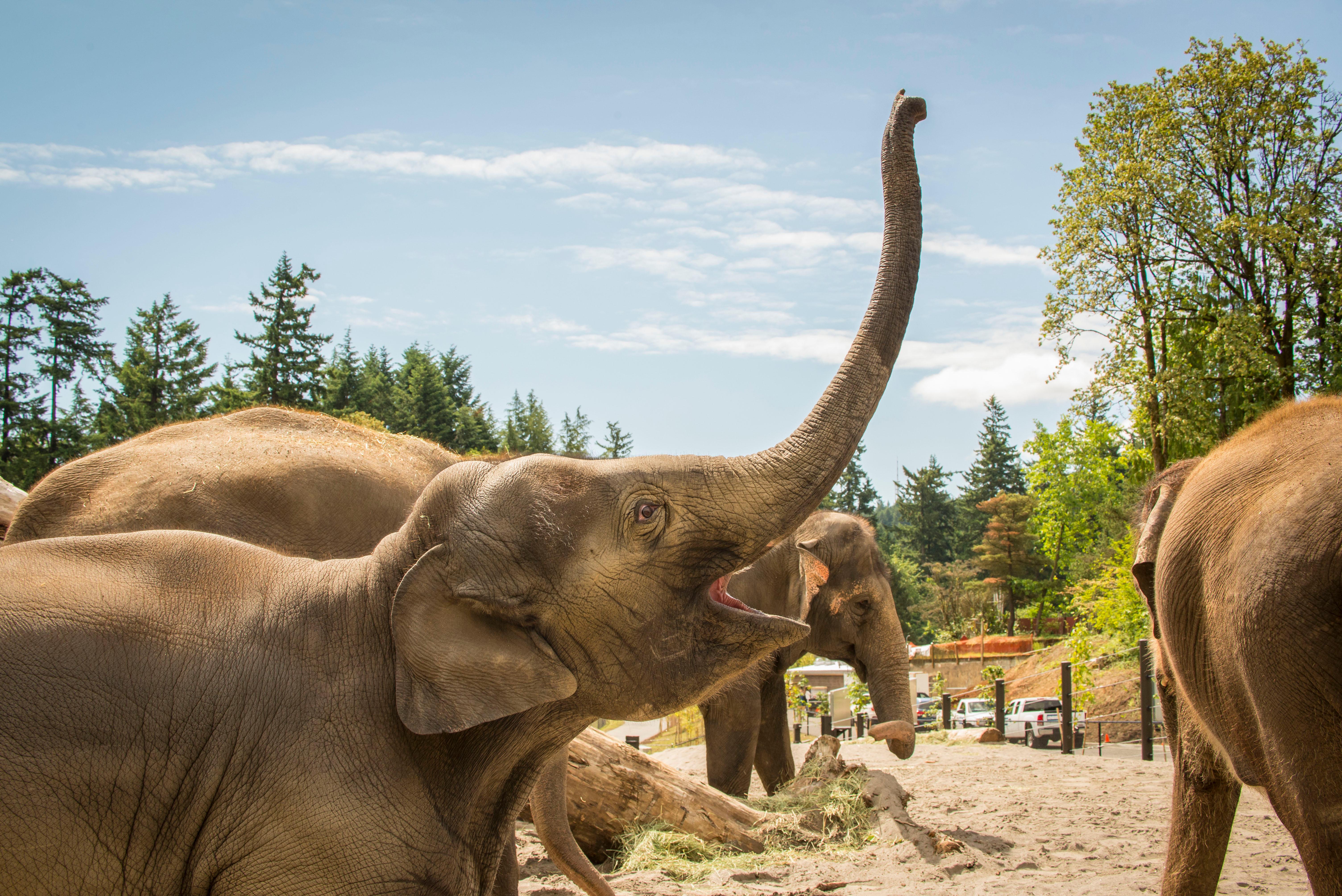 Elephant Lands at Oregon Zoo opens to pachyderms, people | KVAL