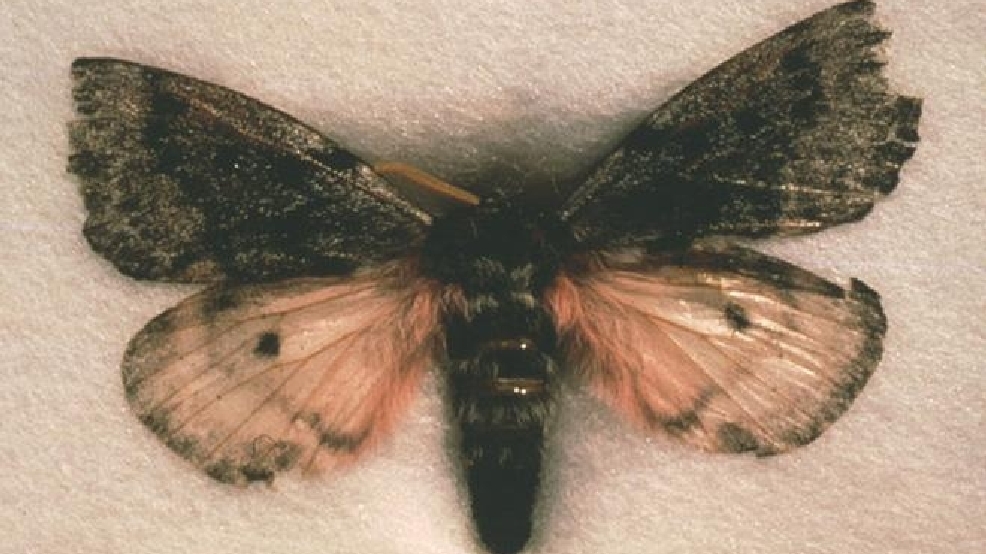 Pandora moths return to forests of central Oregon KVAL