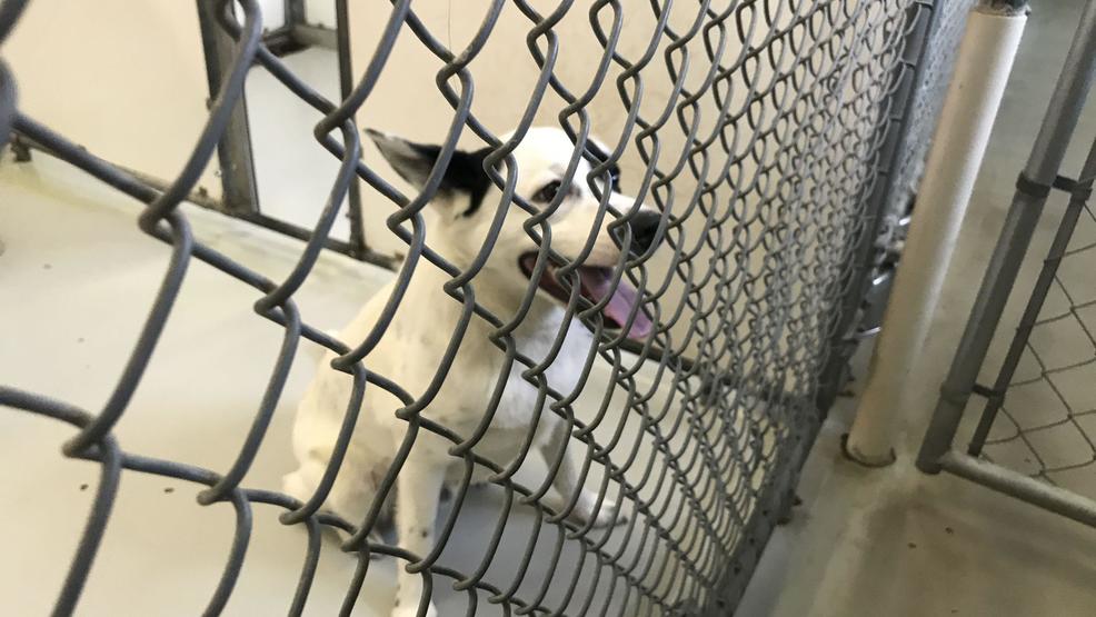 Bedford County Animal Shelter urgently full; at risk of euthanizing
