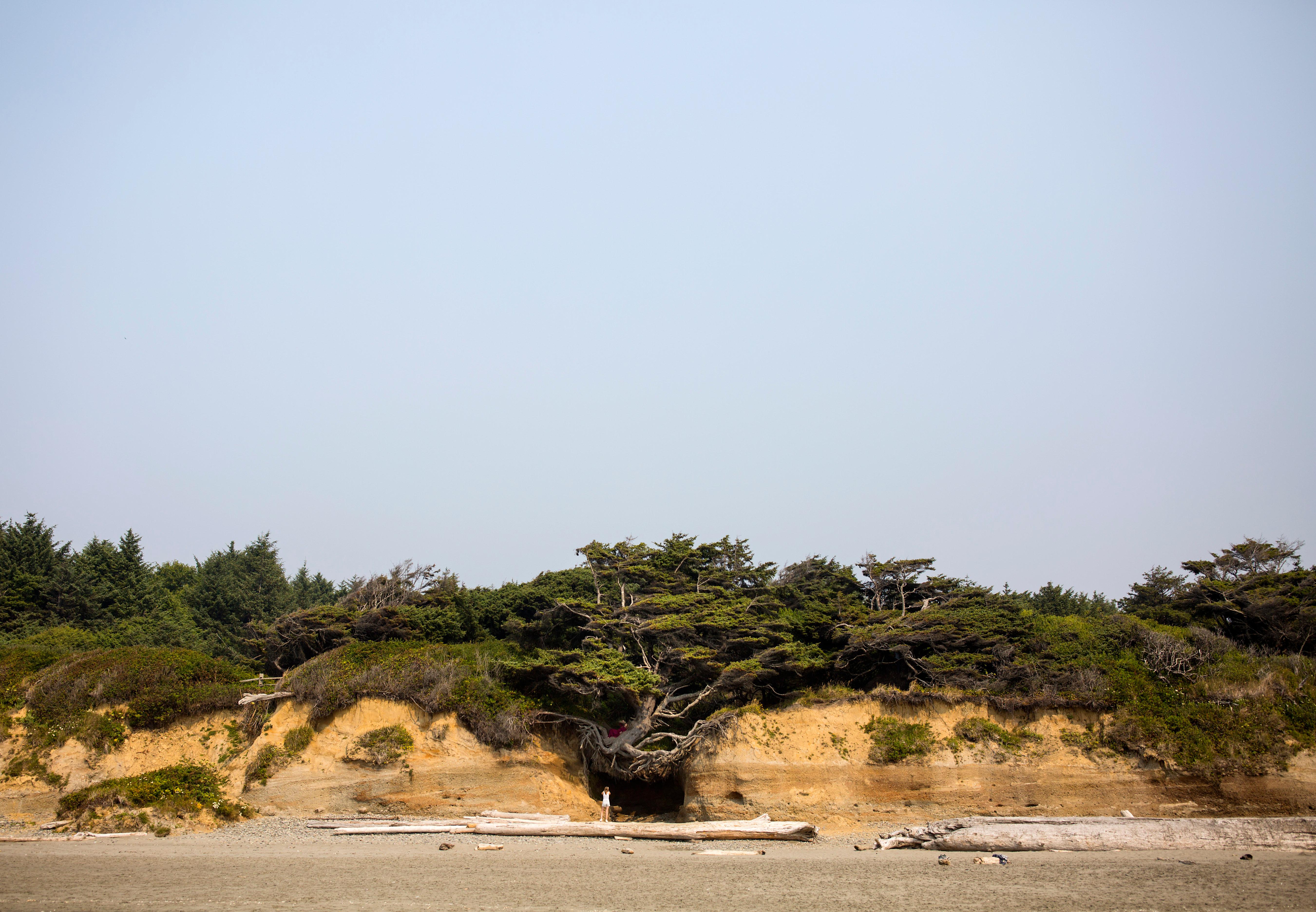 Photos The Tree of Life in Forks, WA is straight out of a storybook