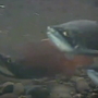 Efforts aimed at saving native King County kokanee salmon