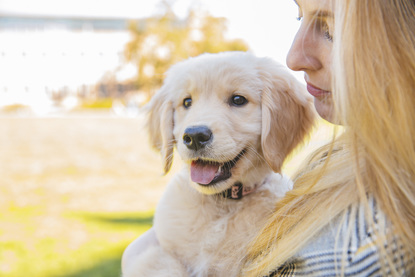 Ruffined Spotlight Penny The Golden Retriever Seattle Refined