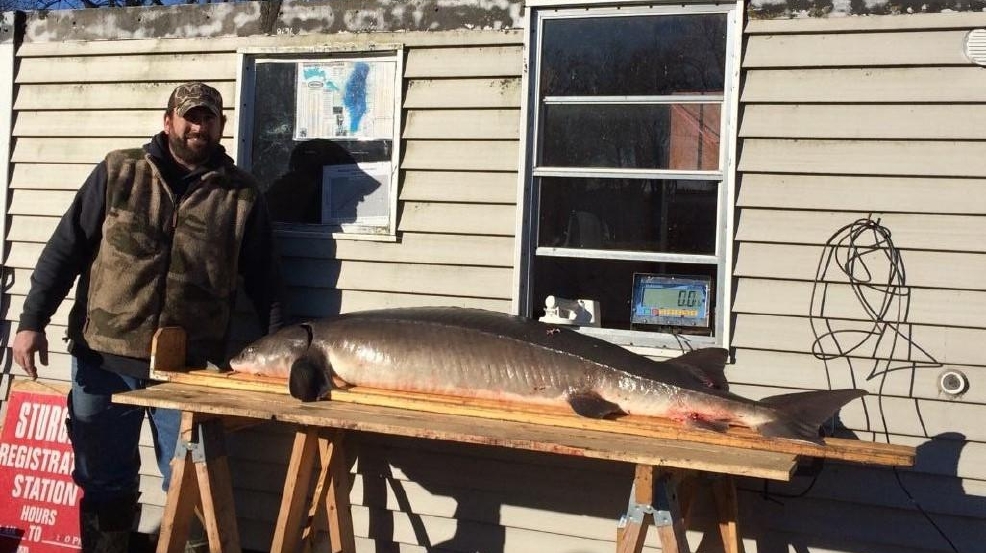 DNR sturgeon speared Sunday on Lake Winnebago system WLUK
