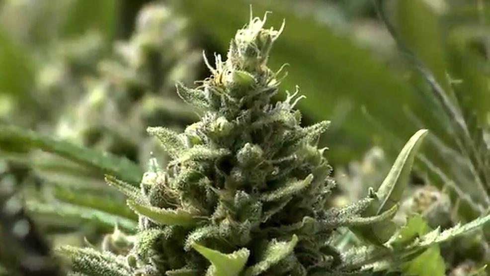 New version of Idaho medical marijuana initiative falls short, but