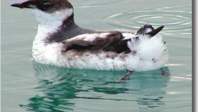 Oregon increases protections for 'enigma of the Pacific'