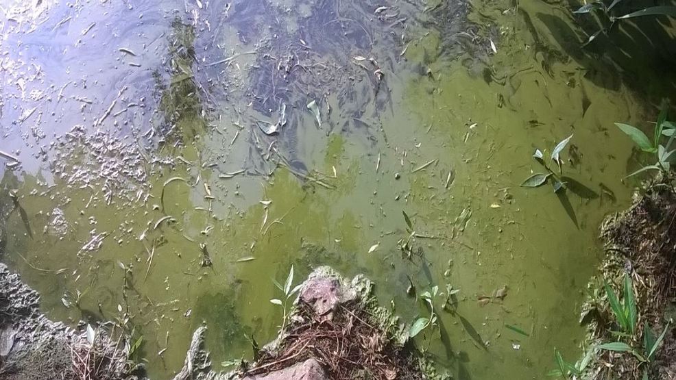 Bluegreen algae spotted on Conesus Lake shorelines WHAM