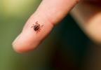 How to Avoid Tick Bites and What to do if You Get Bitten