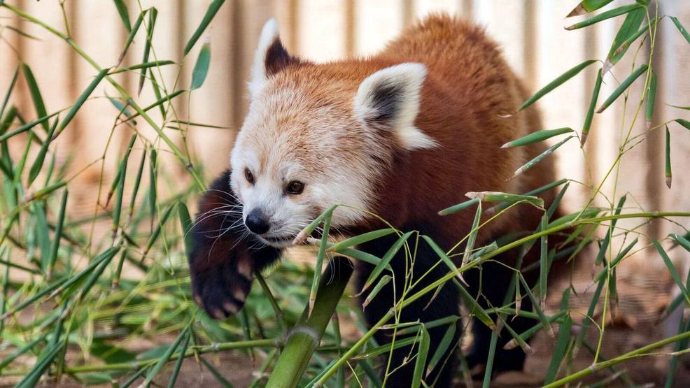 Two red pandas coming to Hogle Zoo this spring | KUTV