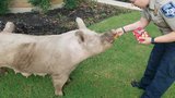Cedar Park Police lure escaped pigs back home using Cheetos, Doritos