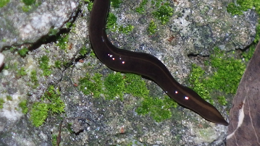 black flat worms