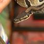 Ball python found in Fond du Lac