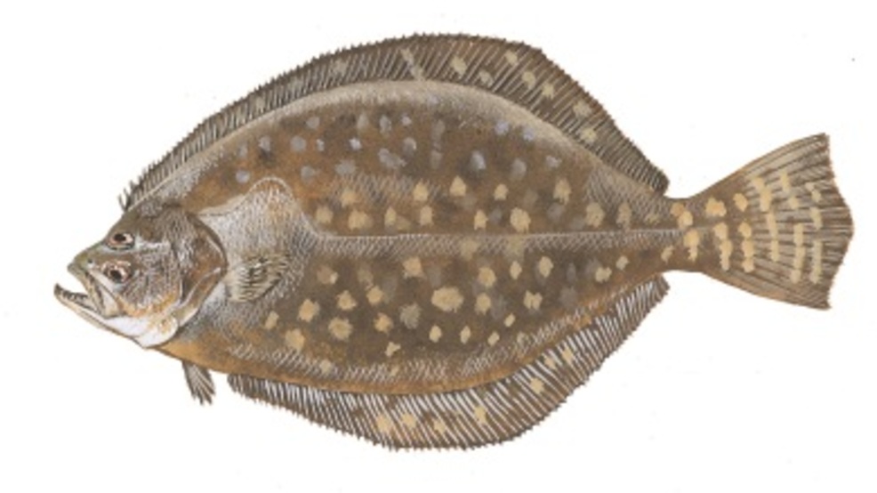 New flounder size, bag limits now in effect WCIV