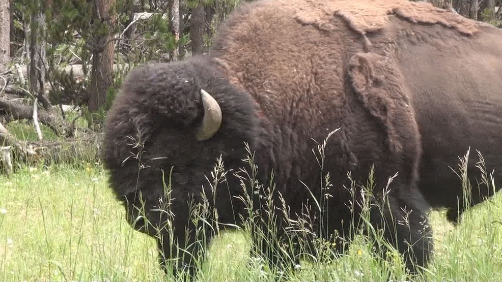 Tribe members Noted bison kill site desecrated by coal mine KECI