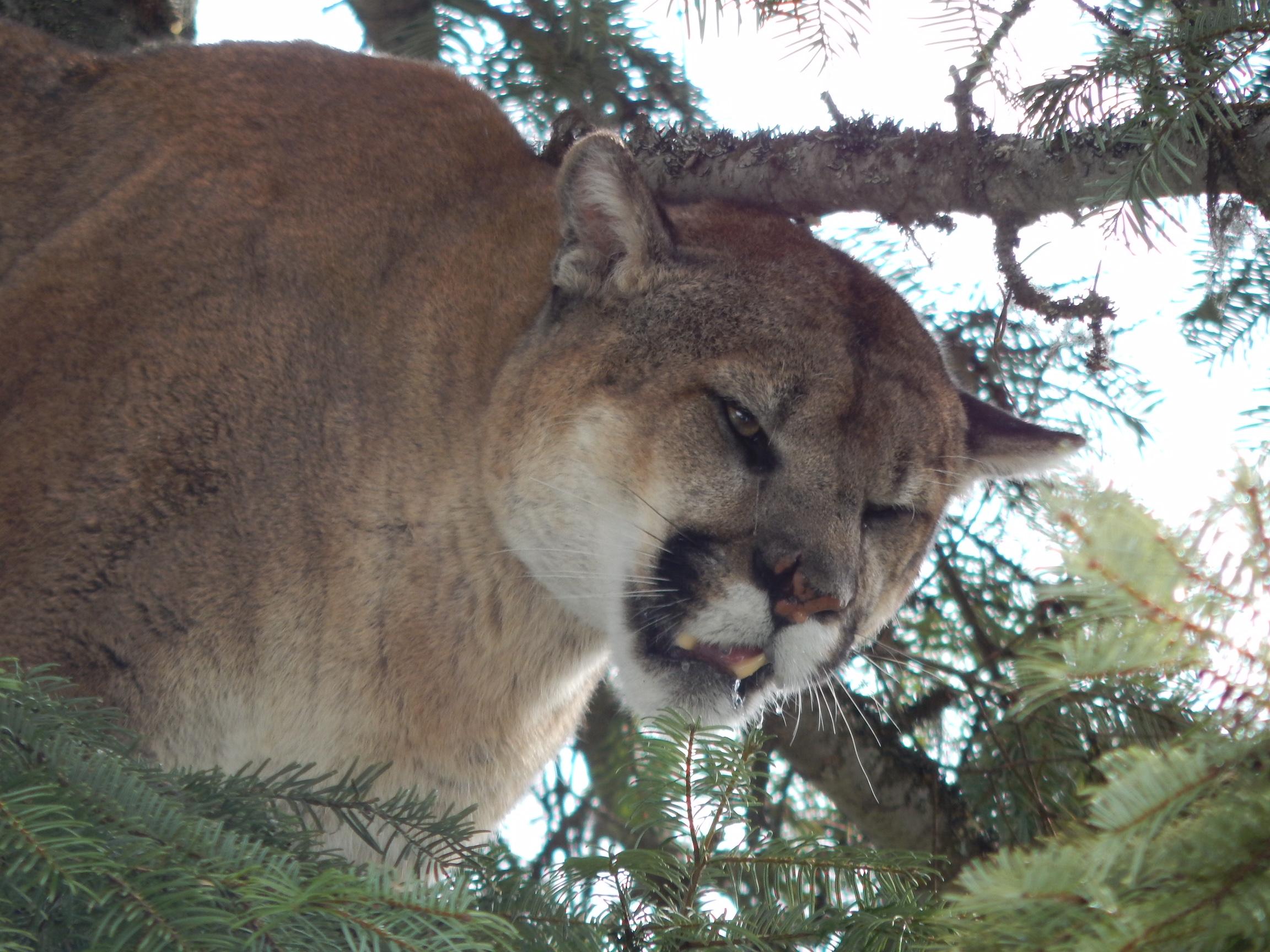 197 Pound Cougar Captured By State Biologists Near Chewelah Komo 