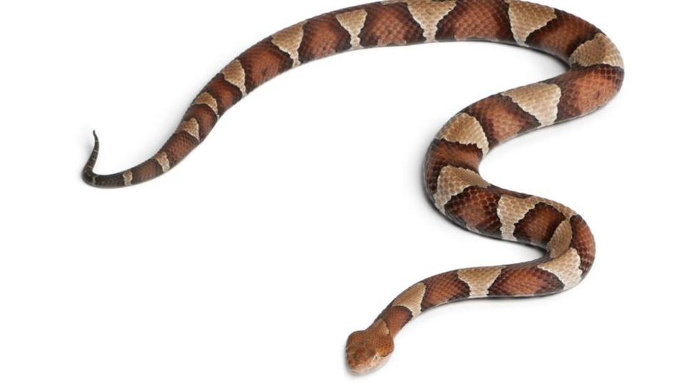 First copperhead snake bite of 2018 reported in Maryland WBFF