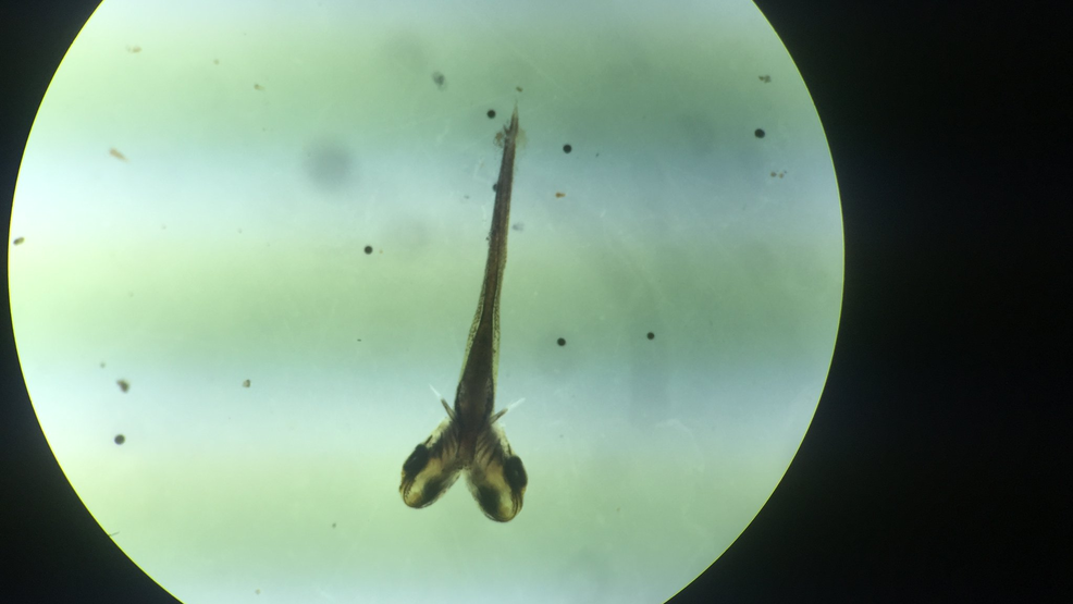 Twoheaded fish discovered at Utah hatchery KUTV