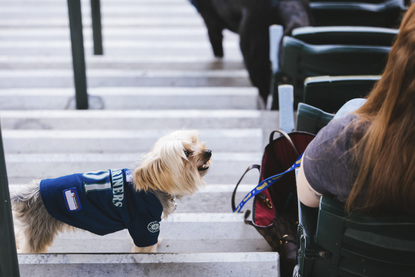 seattle mariners dog jersey