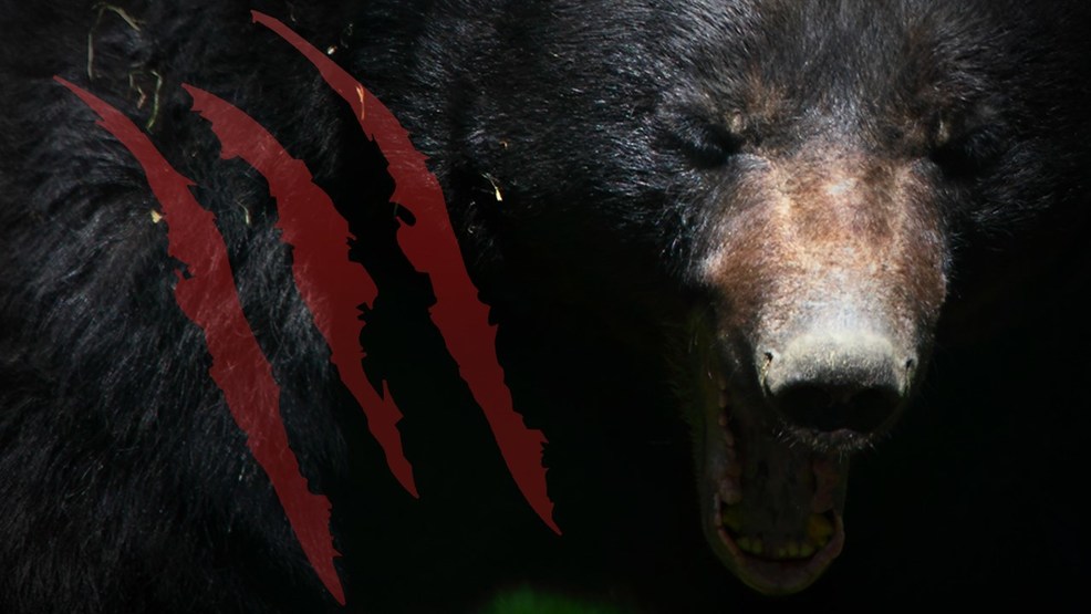 Official Bear bites man, both roll off North Carolina cliff WCTI