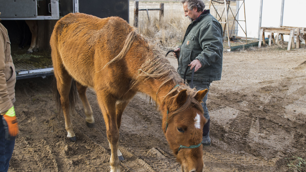 Back from the Brink Idaho Horse Rescue gives home to starving horses KBOI