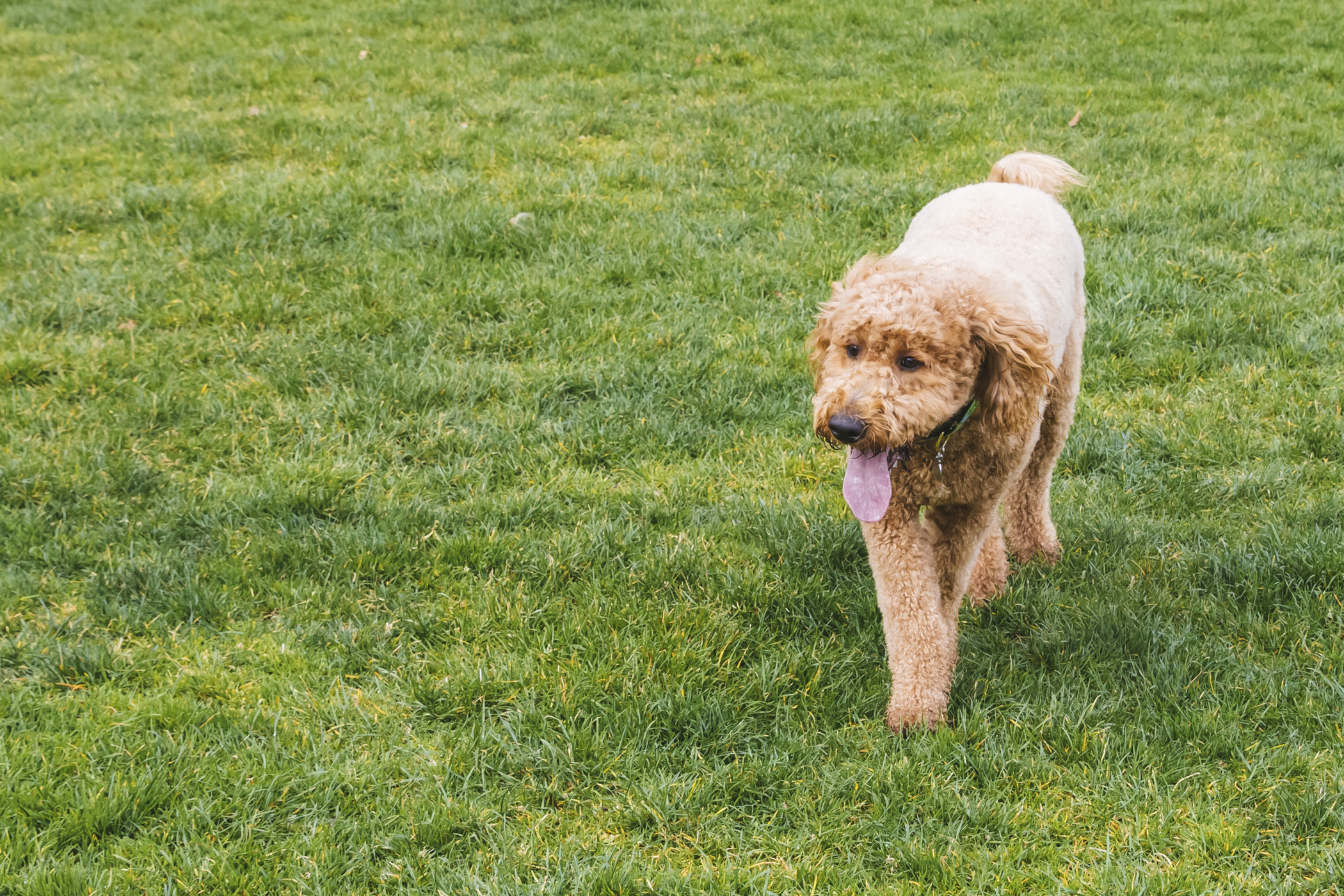 RUFFined Spotlight Rosie the GoldenDoodle Seattle Refined