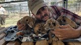 First male LiLigers (lion-tiger hybrids) born in Oklahoma 