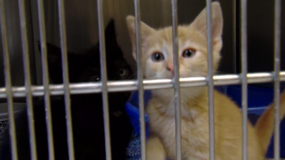 Belmont County Animal Shelter has no more room for cats WTOV