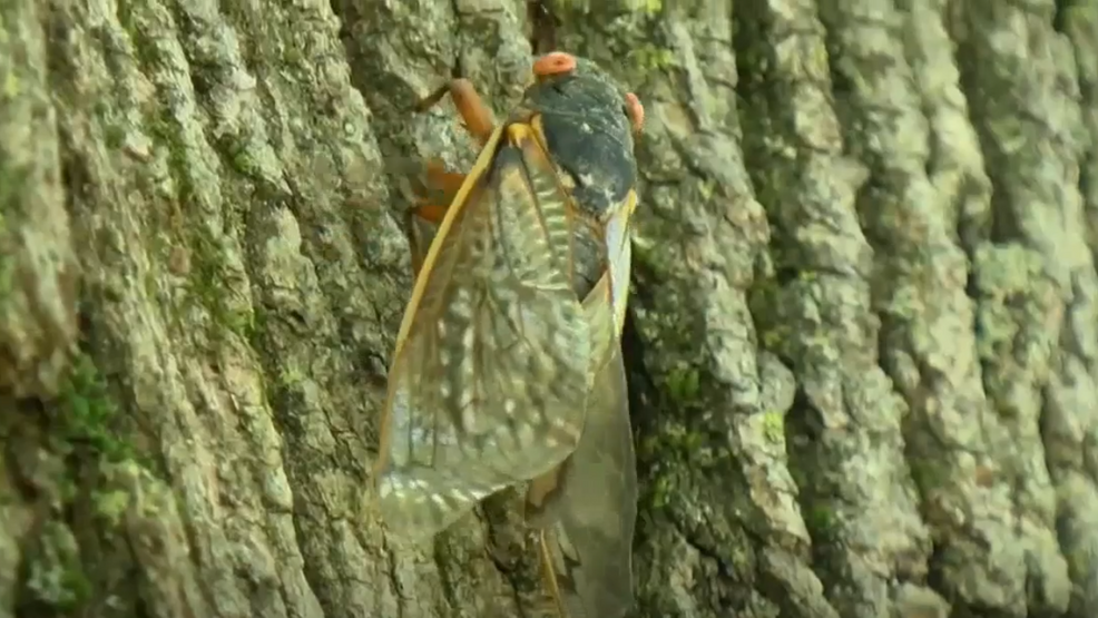 how-to-protect-your-trees-from-cicadas-yes-they-re-returning-to-the