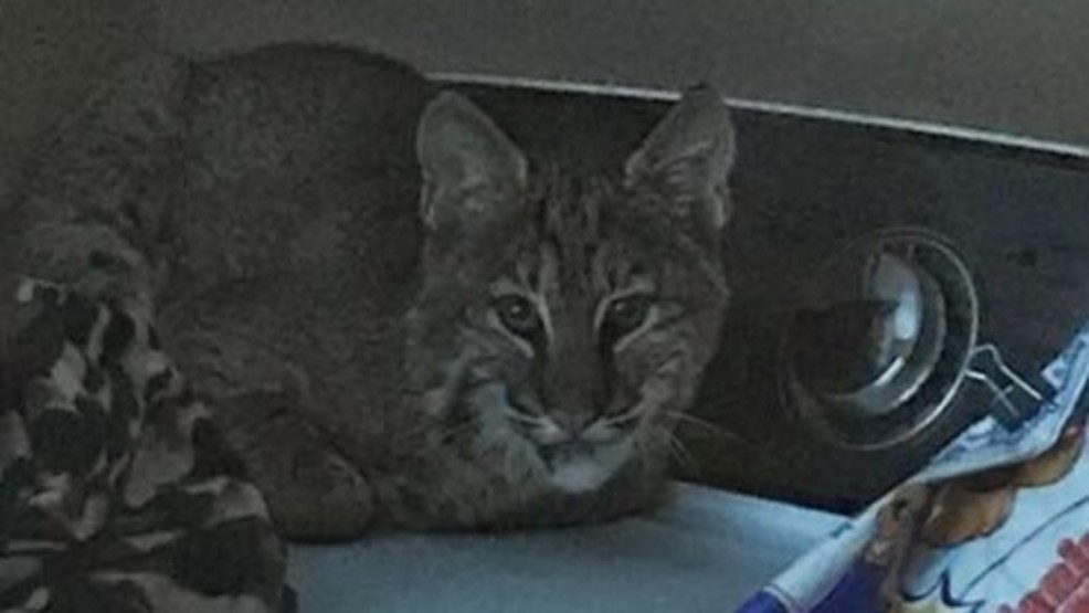 Tennessee wildlife officials: Woman's rescue efforts of bobcat turn