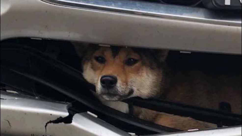 dog car grille