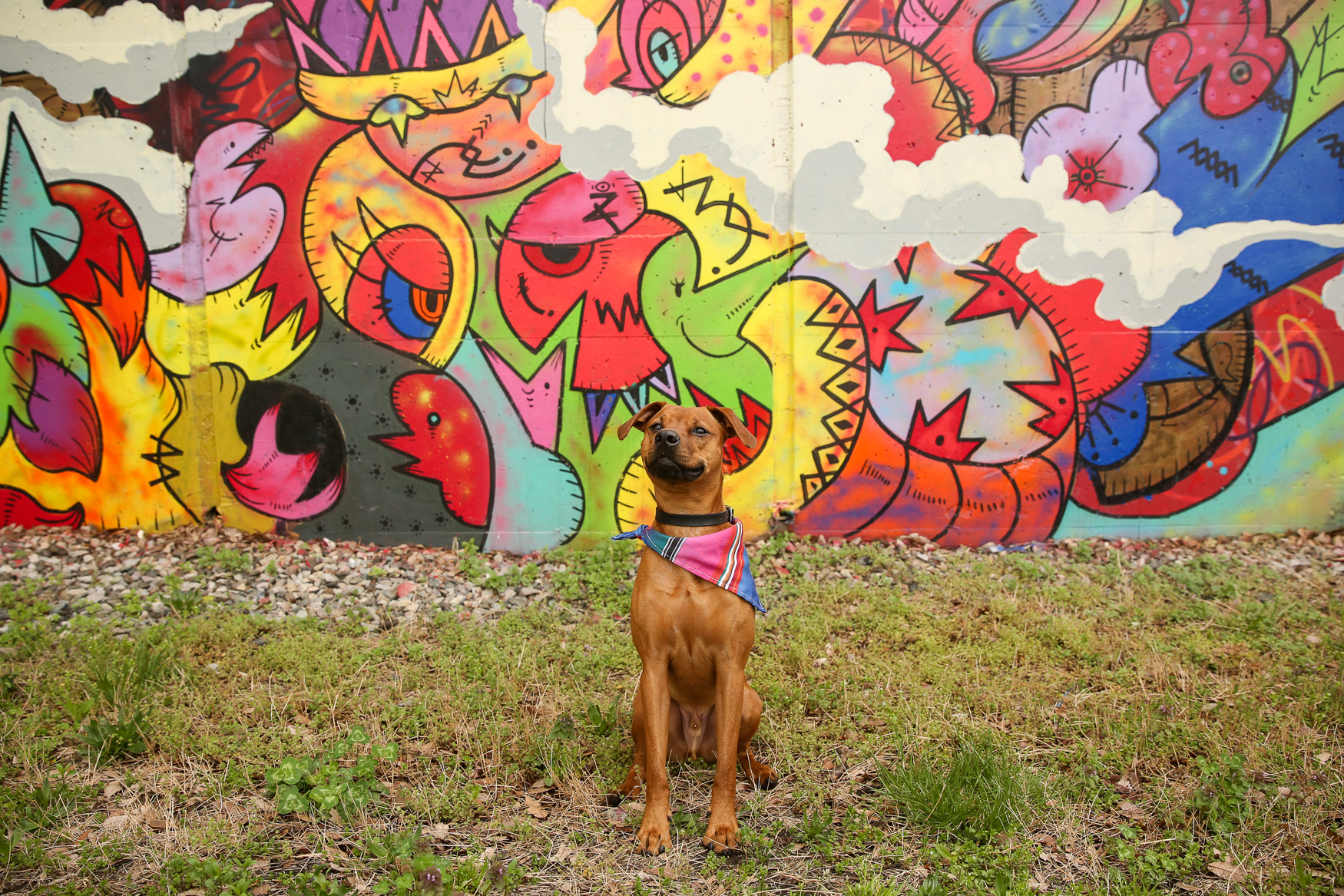 ruffined-spotlight-herbert-the-high-fiving-smiling-heinz-57-mutt-dc