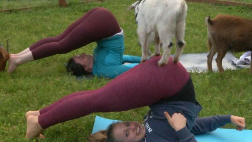 Farm beloved for goat yoga offers reward over slain animal WCTI