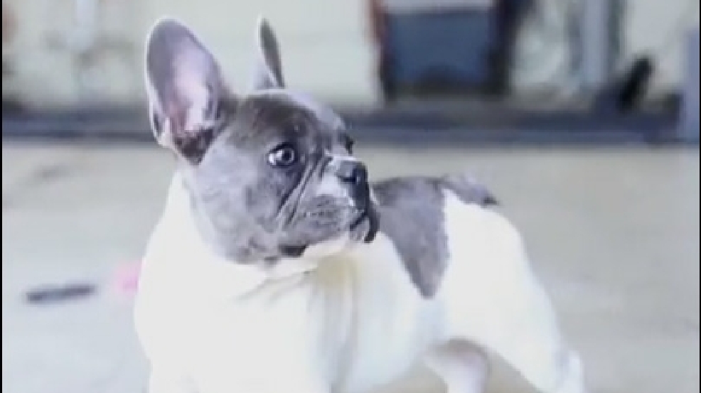 131024_French_bulldog.jpg