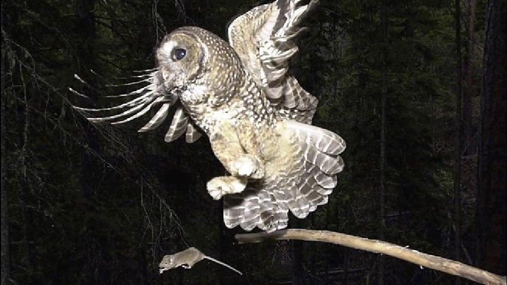 121121_Spotted_Owl_Habitat_660.jpg