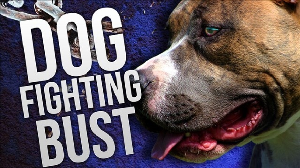 10 men arrested for illegal dog fighting WCTI