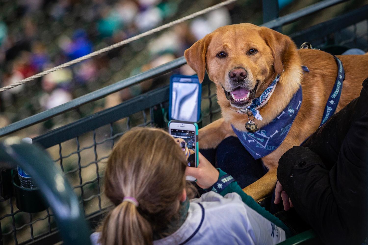 Photos Dogs steal the spotlight at Mariners' first Bark at the Park of