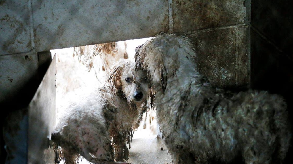 Hundreds Of Dogs Rescued From Puppy Mill Hundreds Of Dogs Rescued From Puppy Mill