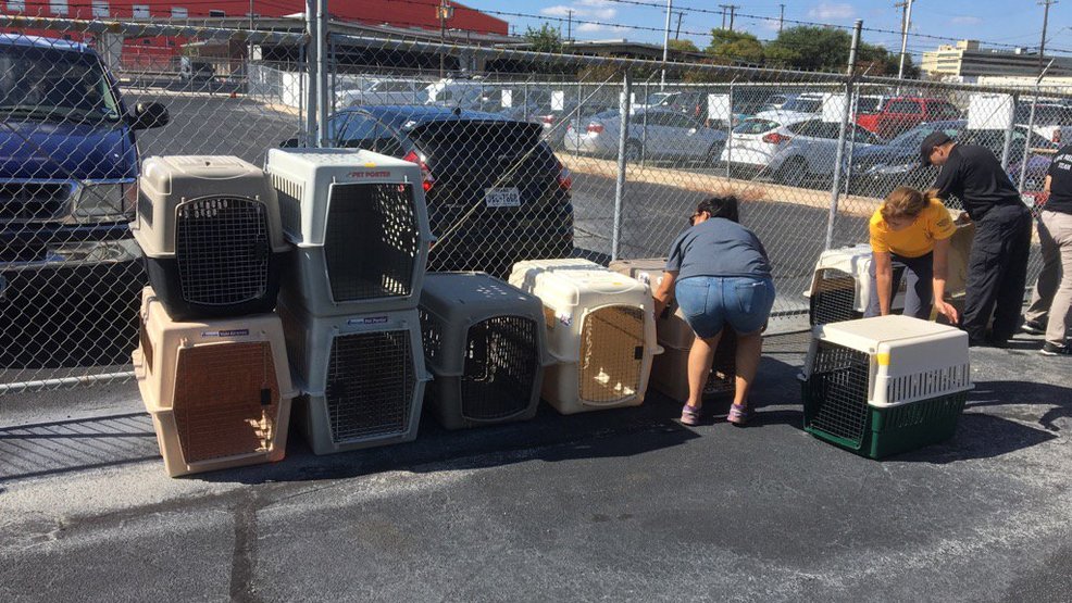 Houston animal shelter opens in effort to reunite lost pets with