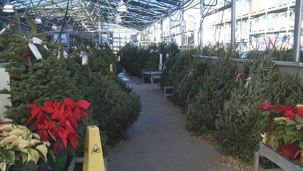 Lowe S Begins Christmas Tree Sales For Holiday Season Ktxs
