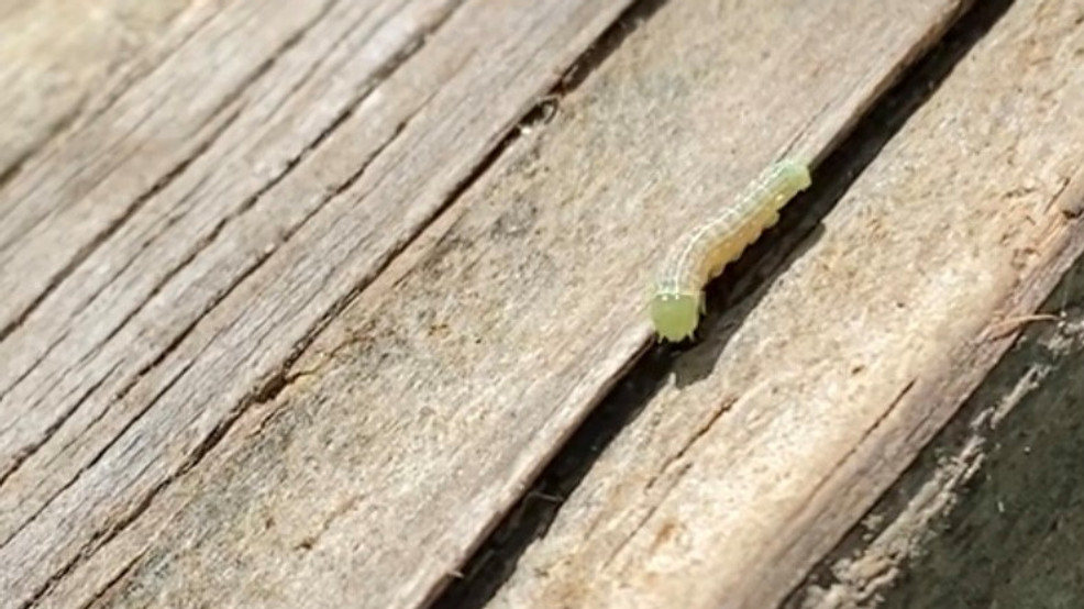 Oak trees are dropping more than pollen, worms are everywhere WOAI
