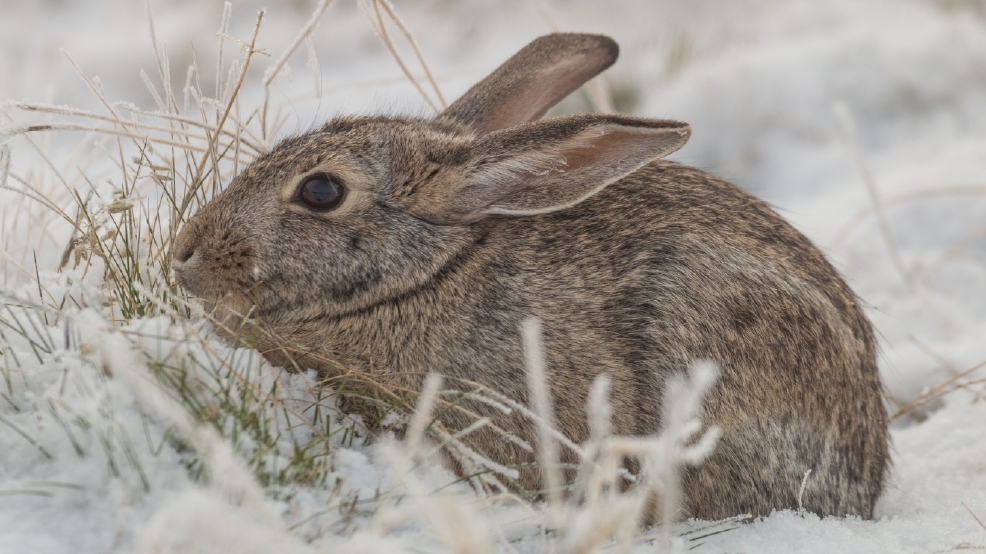 Have you seen this rabbit? Endangered cottontail needs help | WGME