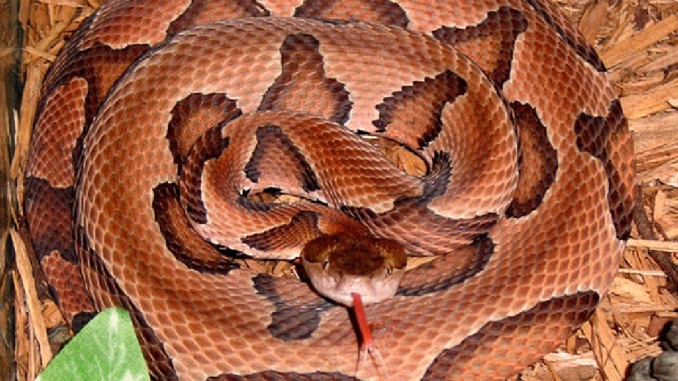 Texas couple's property overrun with copperhead snakes KTXS