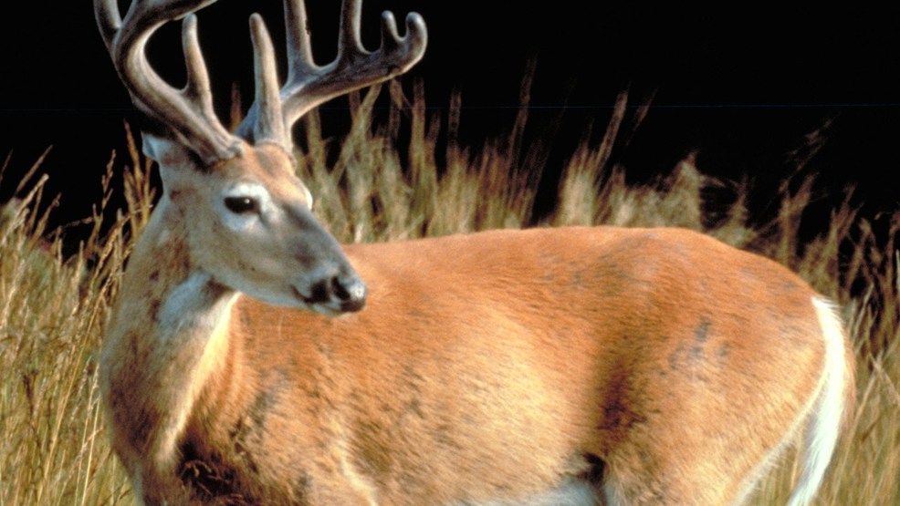 148 deer test positive for Chronic Wasting Disease so far this season - WZTV